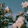 aexthetic_vxbes